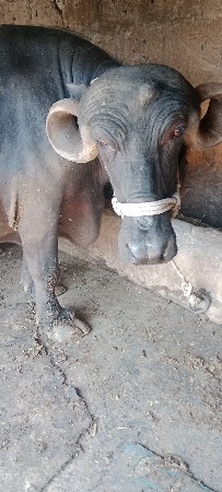 ભેંસ વેચવાની છે