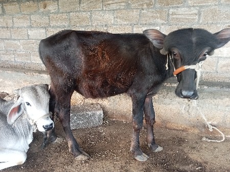 थंबनेल 3