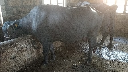 ભેંશ વેચવાની છે ગોળ શિગડા વાળી