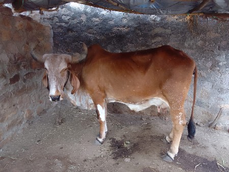 ગાય વિશ્વની સે