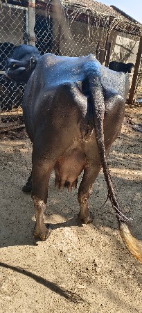 થંબનેલ 2