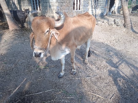 બળદ આપી દેવા નો che