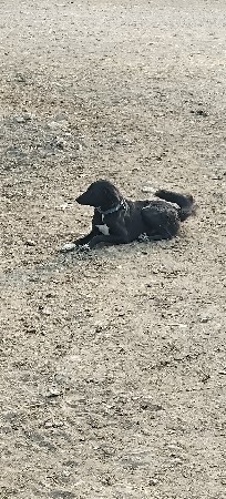 પાલતૂ કુતરી