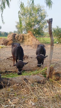 थंबनेल 3