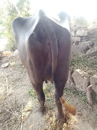 ભેંસ વેચવાની છે