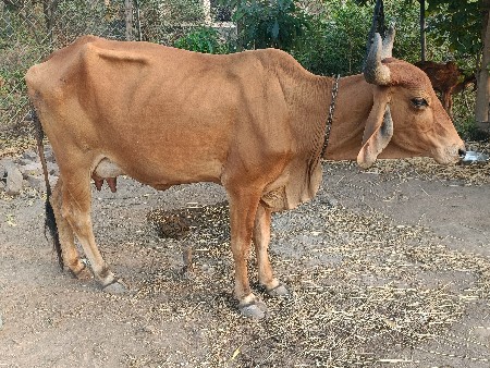 ગાય સારી ને સોજી સે