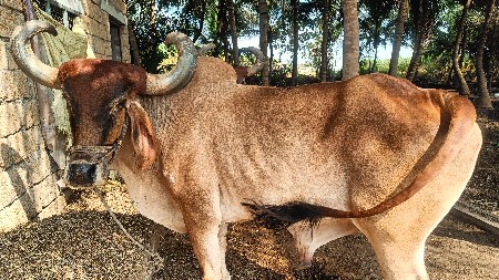 थंबनेल 2