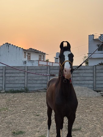 વછેરી વેચવાની છે