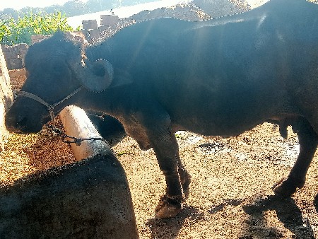 थंबनेल 2