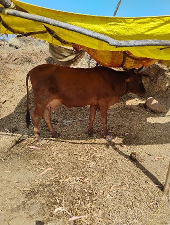 થંબનેલ 3