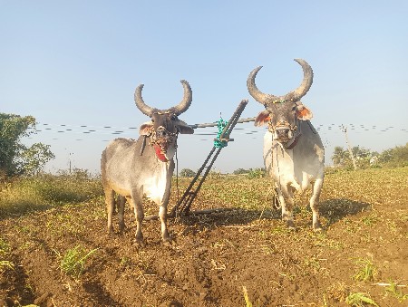 બળદ વેસવા ના સે જવાબદારી થી