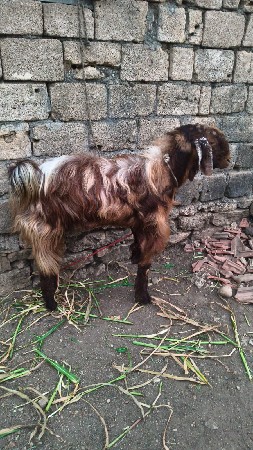 તણ‌ વર્ષ