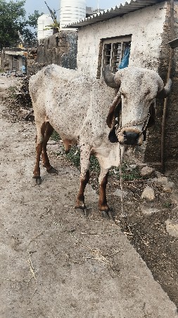 બળદ વેચવાના છે
