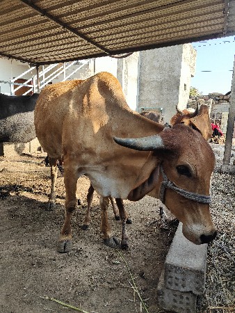 थंबनेल 3