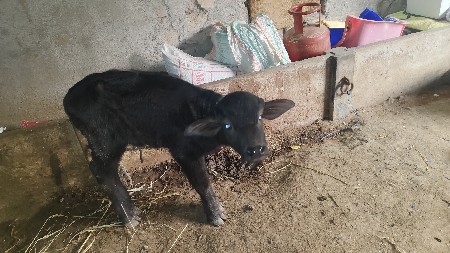 ભેંસ વેચવાની છે