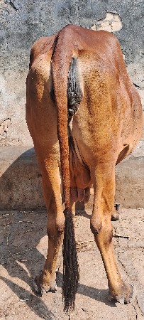 આ ગાય વેચવાની છે