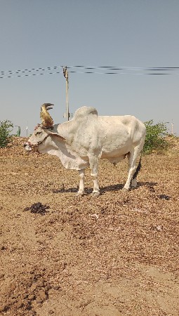 થંબનેલ 2