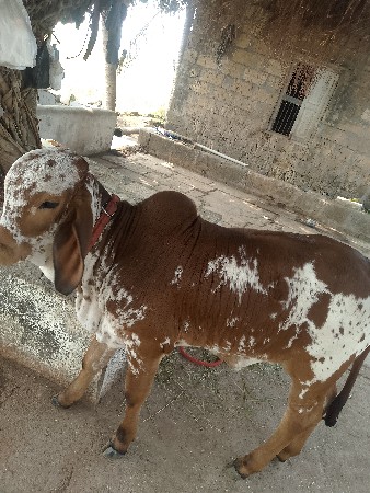 વેચવાની છે