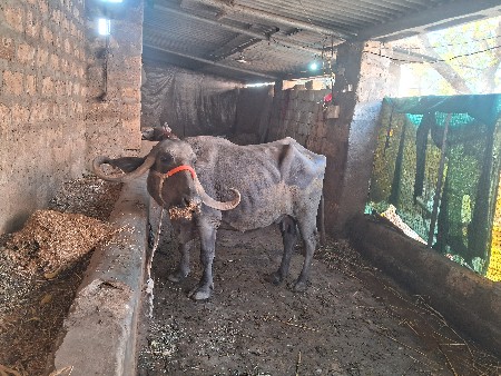 थंबनेल 5