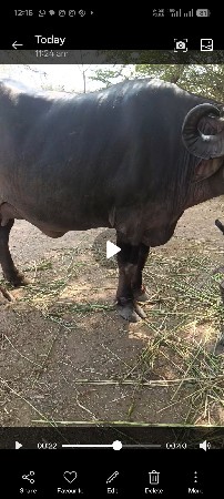 જય લંબાઈ હારી