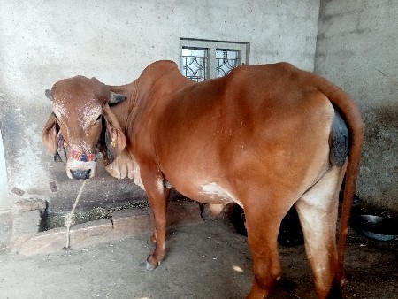 ગીર ગાય વેચવાની છે