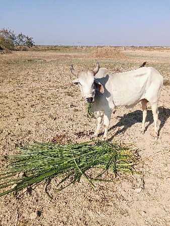 દેવાત ભાઈ ચાનપા