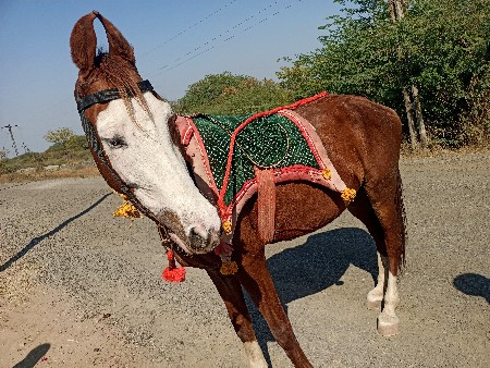 थंबनेल 3