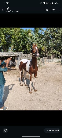 આ ઘોડી વેચવાની છે