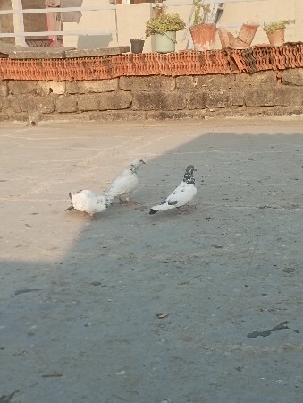 થંબનેલ 3