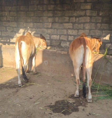 ગોઢલા વેસવા ના સે