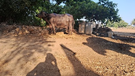 थंबनेल 3