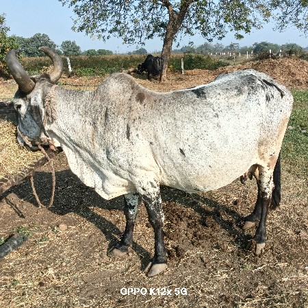ગાય વેચવાની છે