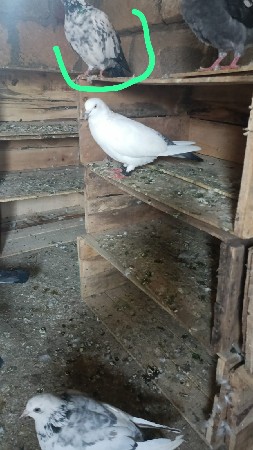 કબૂતર વેચવાના છે