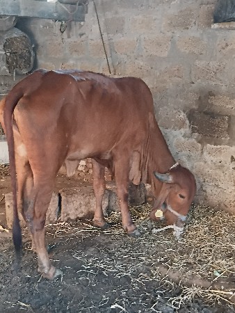 થંબનેલ 2