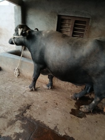 थंबनेल 3