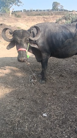 ભેંસ વેચવાની છે