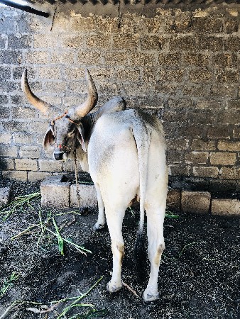 બળદ વેચવાના છે