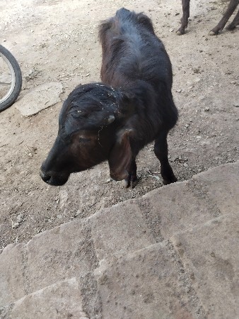 ભેંશ વેચવા ની છે