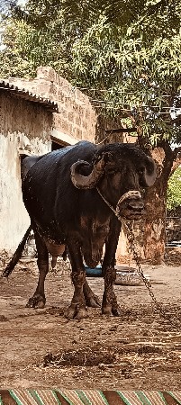 ભેશ વેચવાની સે