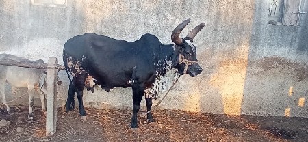 थंबनेल 2