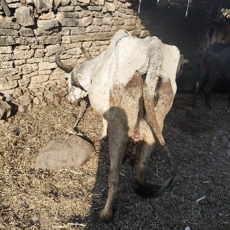 ત્રીજું વેતર