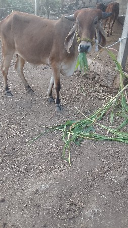 થંબનેલ 2