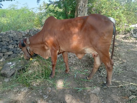 બીજૂ વેતન