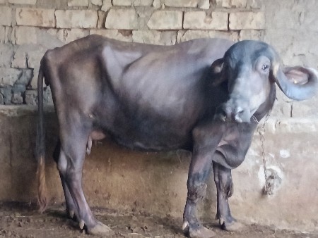 थंबनेल 3