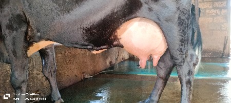 ક્રોસ ગાય