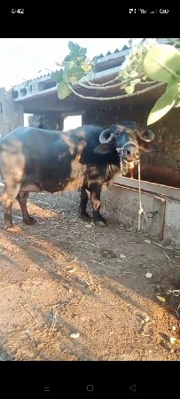 थंबनेल 2