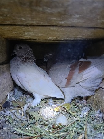 थंबनेल 2