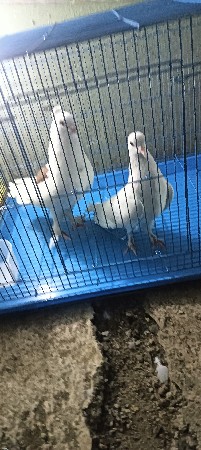 થંબનેલ 3