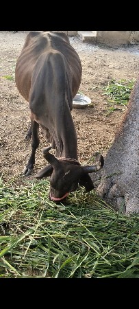 ક્રોસ પેલુ વેતર