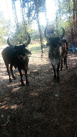 थंबनेल 3